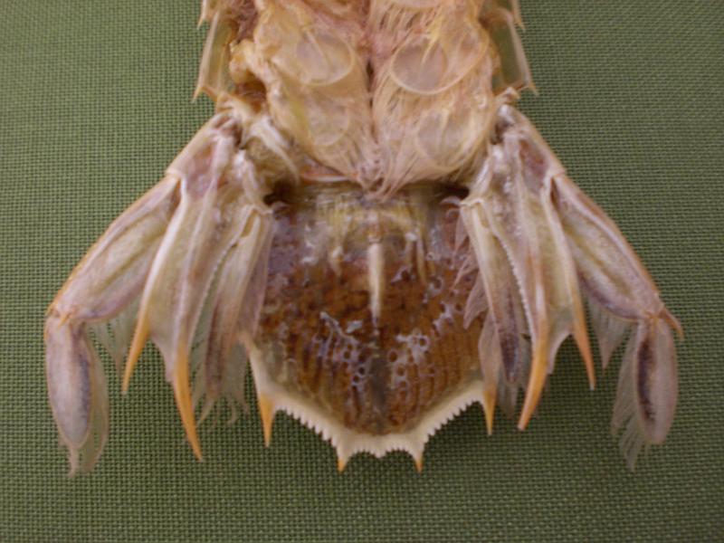 harpiosquilla harpax T.F.C. telson.jpg